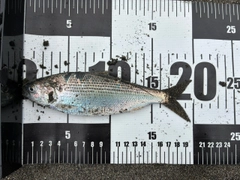 コノシロの釣果