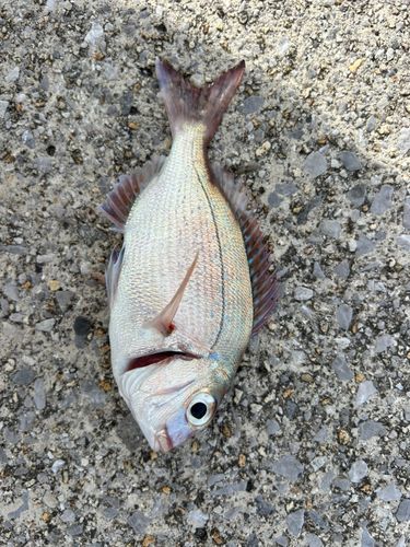 タイの釣果