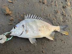キビレの釣果