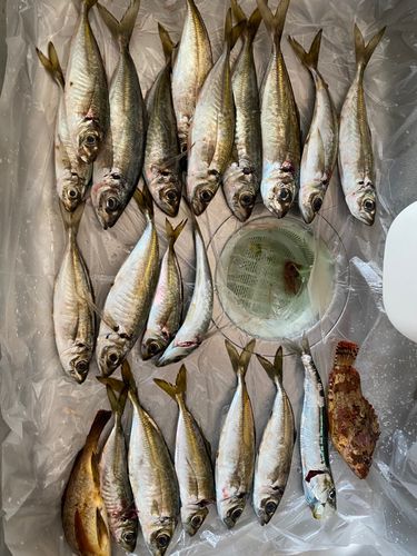 アジの釣果