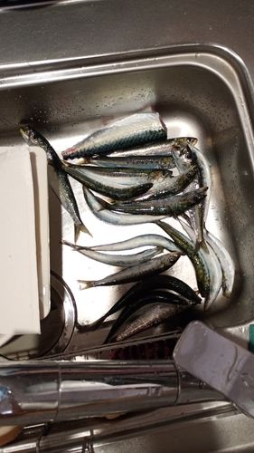 イワシの釣果
