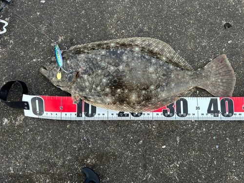ヒラメの釣果