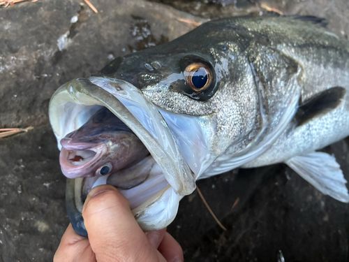 スズキの釣果