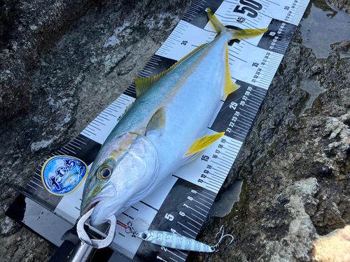 ヒラマサの釣果