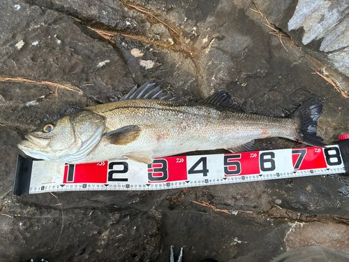 スズキの釣果