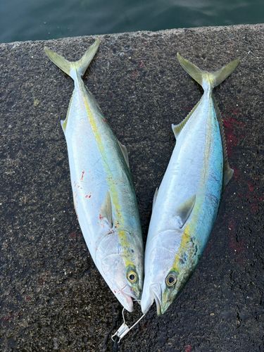ヤズの釣果