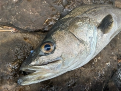 スズキの釣果