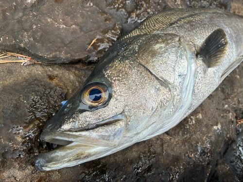 スズキの釣果