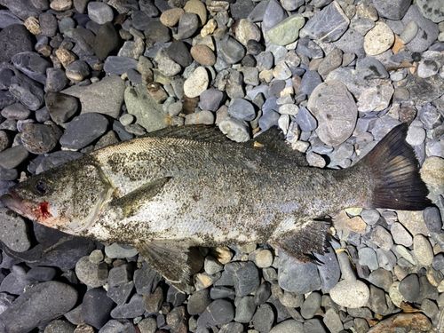 ヒラスズキの釣果