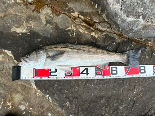 スズキの釣果