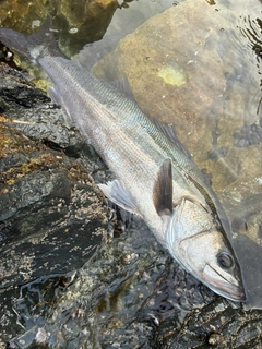 スズキの釣果