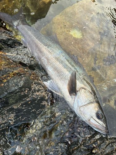 スズキの釣果