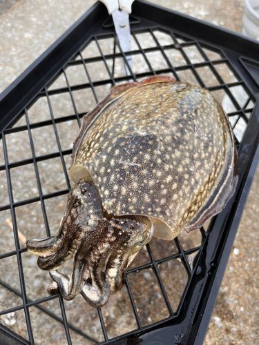 シリヤケイカの釣果