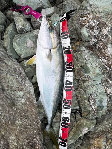 ハマチの釣果