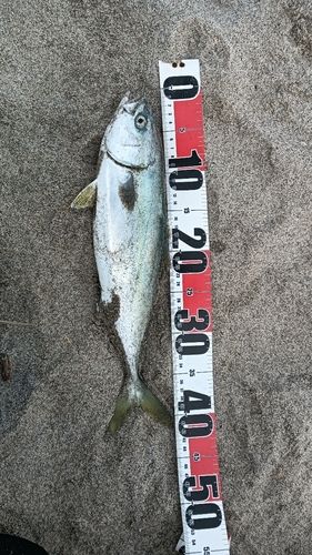 イナダの釣果