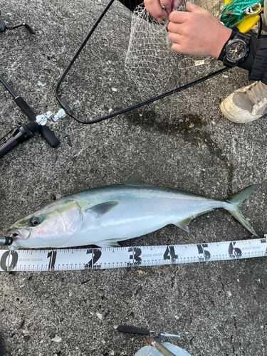 ワラサの釣果