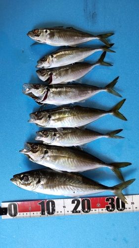アジの釣果