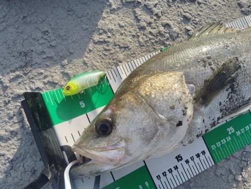 シーバスの釣果