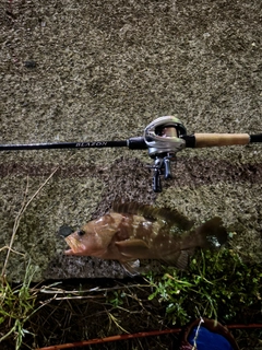 アコウの釣果