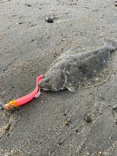 ヒラメの釣果