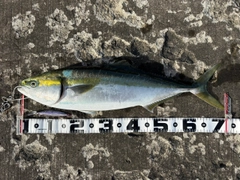 ブリの釣果