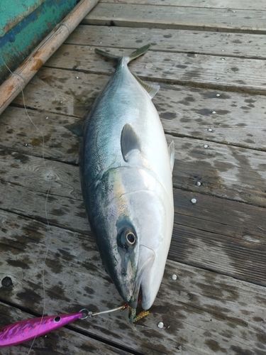ワラサの釣果