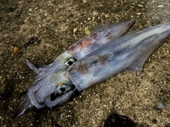 ムラソイの釣果