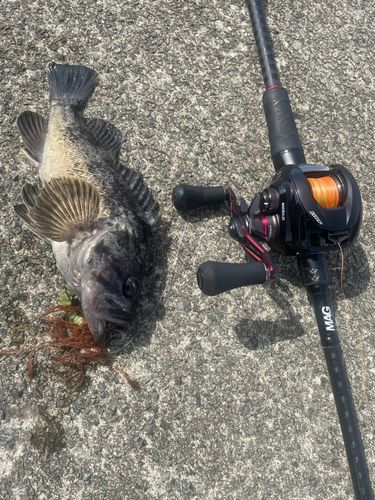 クロソイの釣果