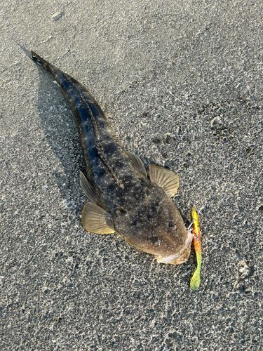 マゴチの釣果