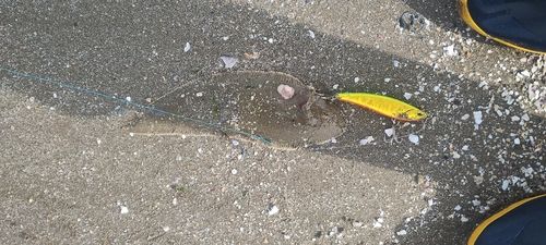 シタビラメの釣果