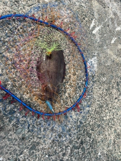 モンゴウイカの釣果