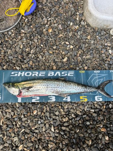 サゴシの釣果