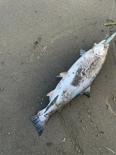 サクラマスの釣果