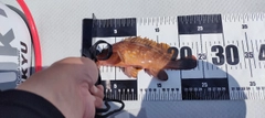 アコウの釣果