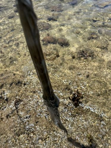 ヤガラの釣果