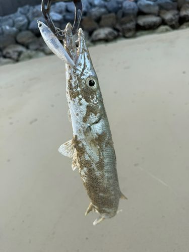 カマスの釣果