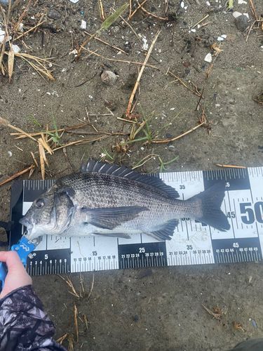 チヌの釣果