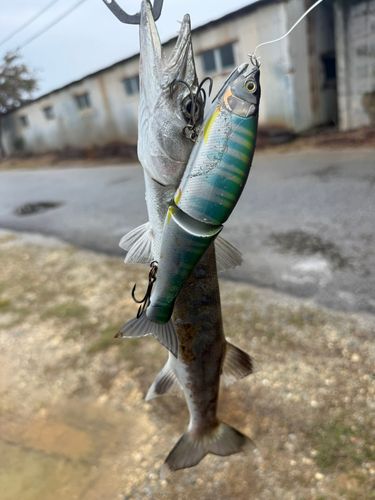 カマスの釣果