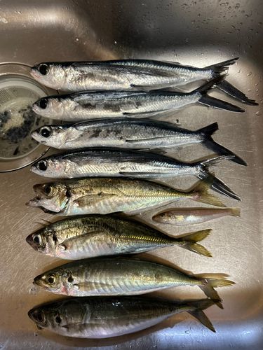トビウオの釣果