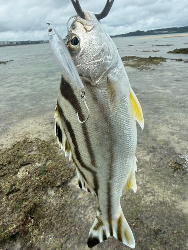コトヒキの釣果