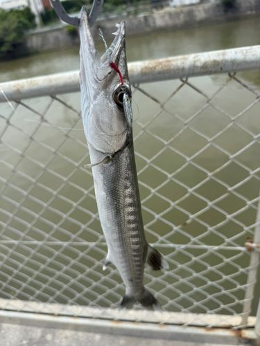 カマスの釣果