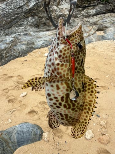 イシミーバイの釣果