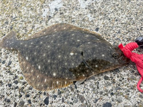 イシガレイの釣果