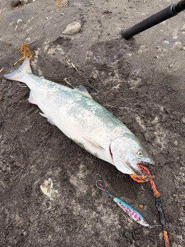 サクラマスの釣果