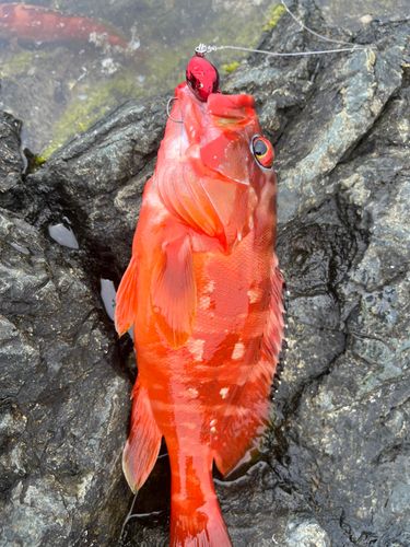 アカハタの釣果