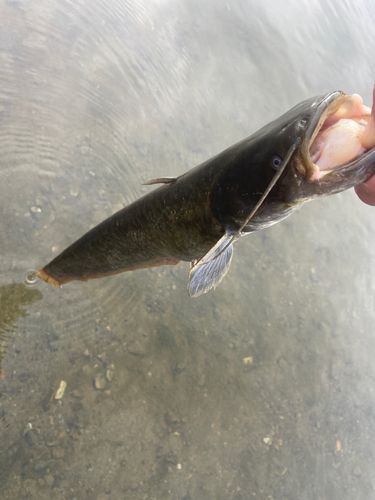 ナマズの釣果