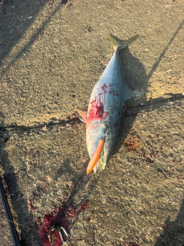 ブリの釣果