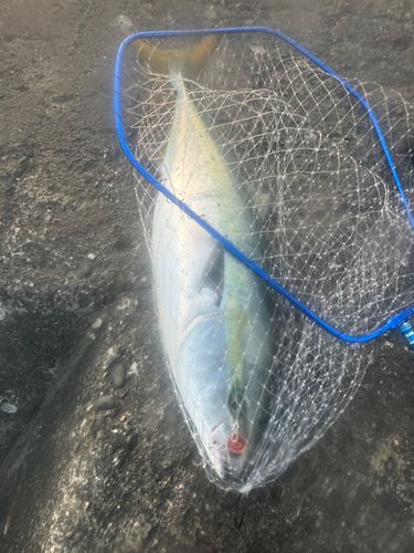 ブリの釣果