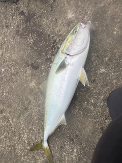 ブリの釣果