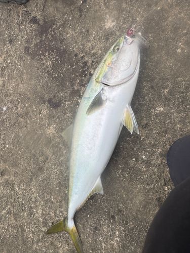 ブリの釣果